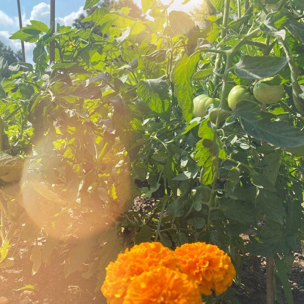 A few gardening tips from a newbie backyard farmer - Molly Green